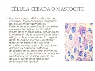 CÉLULA CEBADA O MASTOCITO
• Los mastocitos o células cebadas son
células del tejido conjuntivo, originadas
por células mesenquimatosas.
Pertenecen a los mieloidocitos o células
mieloides. Se originan en las células
madre de la médula ósea, actuando en
la mediación de procesos inflamatorios y
alérgicos. Se encuentran en la mayoría
de los tejidos del cuerpo y sintetizan y
almacenan histamina (sustancia
envuelta en los procesos de reacciones
alérgicas) y heparina (sustancia
anticoagulante), entre otros elementos.
Su citoplasma es redondeado, su núcleo
es esférico y de posición variable. Se
activa al entrar en contacto con
anticuerpos del tipo IgE.
 