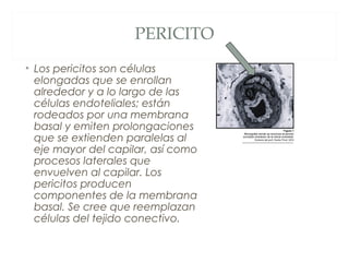PERICITO
• Los pericitos son células
elongadas que se enrollan
alrededor y a lo largo de las
células endoteliales; están
rodeados por una membrana
basal y emiten prolongaciones
que se extienden paralelas al
eje mayor del capilar, así como
procesos laterales que
envuelven al capilar. Los
pericitos producen
componentes de la membrana
basal. Se cree que reemplazan
células del tejido conectivo.
 