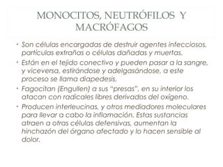 MONOCITOS, NEUTRÓFILOS Y
MACRÓFAGOS
• Son células encargadas de destruir agentes infecciosos,
partículas extrañas o células dañadas y muertas.
• Están en el tejido conectivo y pueden pasar a la sangre,
y viceversa, estirándose y adelgasándose, a este
proceso se llama diapedesis.
• Fagocitan (Engullen) a sus “presas”, en su interior los
atacan con radicales libres derivados del oxígeno.
• Producen interleucinas, y otros mediadores moleculares
para llevar a cabo la inflamación. Estas sustancias
atraen a otras células defensivas, aumentan la
hinchazón del órgano afectado y lo hacen sensible al
dolor.
 