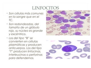 LINFOCITOS
• Son células más comunes
en la sangre que en el
TC.
• Son redondeadas, del
tamaño de un glóbulo
rojo, su núcleo es grande
y excéntrico.
• Los del tipo “B” se
convierten en células
plasmáticas y producen
anticuerpos. Los del tipo
“T” producen linfocinas,
interleucinas o perforinas
para defendernos.
 