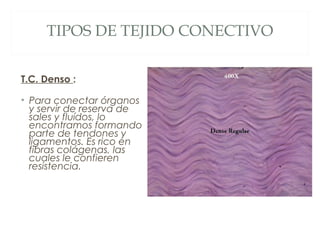 TIPOS DE TEJIDO CONECTIVO
T.C. Denso :
• Para conectar órganos
y servir de reserva de
sales y fluídos, lo
encontramos formando
parte de tendones y
ligamentos. Es rico en
fibras colágenas, las
cuales le confieren
resistencia.
 
