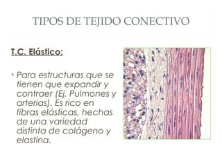 TIPOS DE TEJIDO CONECTIVO
T.C. Elástico:
• Para estructuras que se
tienen que expandir y
contraer (Ej. Pulmones y
arterias). Es rico en
fibras elásticas, hechas
de una variedad
distinta de colágeno y
elastina.
 