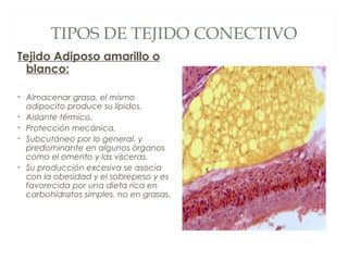 TIPOS DE TEJIDO CONECTIVO
Tejido Adiposo amarillo o
blanco:
• Almacenar grasa, el mismo
adipocito produce su lípidos.
• Aislante térmico.
• Protección mecánica.
• Subcutáneo por lo general, y
predominante en algunos órganos
como el omento y las vísceras.
• Su producción excesiva se asocia
con la obesidad y el sobrepeso y es
favorecida por una dieta rica en
carbohidratos simples, no en grasas.
 