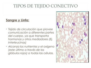 TIPOS DE TEJIDO CONECTIVO
Sangre y Linfa:
• Tejido de circulación que provee
comunicación a diferentes partes
del cuerpo, ya que transporta
hormonas y otros mediadores (Ej.
Interleucinas)
• Alcanza los nutrientes y el oxígeno
(este último a través de los
glóbulos rojos) a todas las células.
 