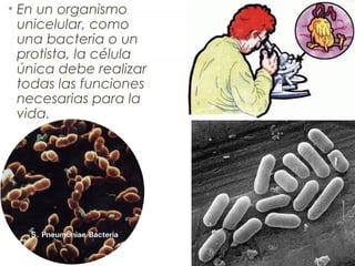 • En un organismo
unicelular, como
una bacteria o un
protista, la célula
única debe realizar
todas las funciones
necesarias para la
vida.
 