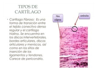 TIPOS DE
CARTÍLAGO
• Cartílago Fibroso: Es una
forma de transición entre
el tejido conectivo denso
regular y el cartílago
hialino. Se encuentra en
los discos intervertebrales,
bordes articulares, discos
articulares y meniscos, así
como en los sitios de
inserción de los
ligamentos y tendones.
Carece de pericondrio.
 
