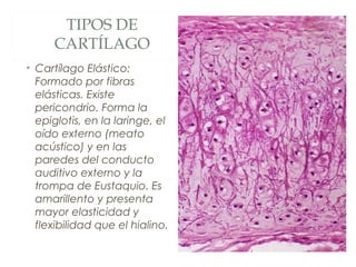 TIPOS DE
CARTÍLAGO
• Cartílago Elástico:
Formado por fibras
elásticas. Existe
pericondrio. Forma la
epiglotis, en la laringe, el
oído externo (meato
acústico) y en las
paredes del conducto
auditivo externo y la
trompa de Eustaquio. Es
amarillento y presenta
mayor elasticidad y
flexibilidad que el hialino.
 