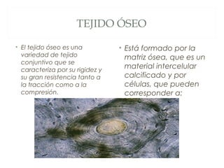 TEJIDO ÓSEO
• El tejido óseo es una
variedad de tejido
conjuntivo que se
caracteriza por su rigidez y
su gran resistencia tanto a
la tracción como a la
compresión.
• Está formado por la
matriz ósea, que es un
material intercelular
calcificado y por
células, que pueden
corresponder a:
 