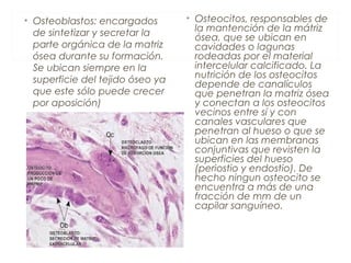 • Osteoblastos: encargados
de sintetizar y secretar la
parte orgánica de la matriz
ósea durante su formación.
Se ubican siempre en la
superficie del tejido óseo ya
que este sólo puede crecer
por aposición)
• Osteocitos, responsables de
la mantención de la mátriz
ósea, que se ubican en
cavidades o lagunas
rodeadas por el material
intercelular calcificado. La
nutrición de los osteocitos
depende de canalículos
que penetran la matriz ósea
y conectan a los osteocitos
vecinos entre sí y con
canales vasculares que
penetran al hueso o que se
ubican en las membranas
conjuntivas que revisten la
superficies del hueso
(periostio y endostio). De
hecho ningun osteocito se
encuentra a más de una
fracción de mm de un
capilar sanguíneo.
 
