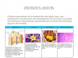 OSTEOCLASTOS
• Células responsables de la reabsorción del tejido óseo, que
participan en los procesos de remodelación de los huesos y pueden
encontrarse en depresiones superficiales de la matriz ósea llamadas
lagunas de Howship.
 