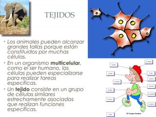 TEJIDOS
• Los animales pueden alcanzar
grandes tallas porque están
constituidos por muchas
células.
• En un organismo multicelular,
como el ser humano, las
células pueden especializarse
para realizar tareas
específicas.
• Un tejido consiste en un grupo
de células similares
estrechamente asociadas
que realizan funciones
específicas.
 