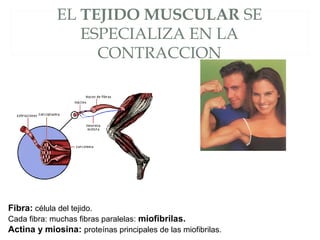 EL TEJIDO MUSCULAR SE
ESPECIALIZA EN LA
CONTRACCION
Fibra: célula del tejido.
Cada fibra: muchas fibras paralelas: miofibrilas.
Actina y miosina: proteínas principales de las miofibrilas.
 
