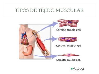TIPOS DE TEJIDO MUSCULAR
 
