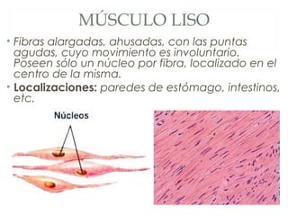 MÚSCULO LISO
• Fibras alargadas, ahusadas, con las puntas
agudas, cuyo movimiento es involuntario.
Poseen sólo un núcleo por fibra, localizado en el
centro de la misma.
• Localizaciones: paredes de estómago, intestinos,
etc.
 