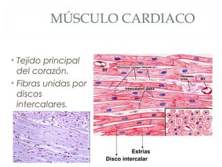 MÚSCULO CARDIACO
• Tejido principal
del corazón.
• Fibras unidas por
discos
intercalares.
Estrías
Disco intercalar
 