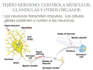 TEJIDO NERVIOSO: CONTROLA MÚSCULOS,
GLÁNDULAS Y OTROS ÓRGANOS
• Las neuronas transmiten impulsos. Las células
gliales sostienen y nutren a las neuronas.
 