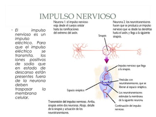 IMPULSO NERVIOSO
• El impulso
nervioso es un
impulso
eléctrico. Para
que el impulso
eléctrico se
transmita, los
iones positivos
de sodio que
en estado de
descanso están
presentes fuera
de la neurona
deben
traspasar la
membrana
celular.
 