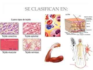 SE CLASIFICAN EN:
 