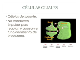 CÉLULAS GLIALES
• Células de soporte.
• No conducen
impulsos pero
regulan y apoyan el
funcionamiento de
la neurona.
 