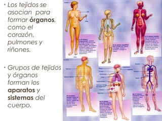 • Los tejidos se
asocian para
formar órganos,
como el
corazón,
pulmones y
riñones.
• Grupos de tejidos
y órganos
forman los
aparatos y
sistemas del
cuerpo.
 