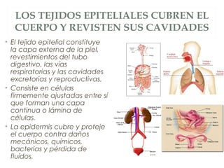 LOS TEJIDOS EPITELIALES CUBREN EL
CUERPO Y REVISTEN SUS CAVIDADES
• El tejido epitelial constituye
la capa externa de la piel,
revestimientos del tubo
digestivo, las vías
respiratorias y las cavidades
excretorias y reproductivas.
• Consiste en células
firmemente ajustadas entre sí
que forman una capa
continua o lámina de
células.
• La epidermis cubre y proteje
el cuerpo contra daños
mecánicos, químicos,
bacterias y pérdida de
fluídos.
 