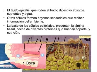 • El tejido epitelial que rodea el tracto digestivo absorbe
nutrientes y agua.
• Otras células forman órganos sensoriales que reciben
información del ambiente.
• La base de las células epiteliales, presentan la lámina
basal, hecha de diversas proteínas que brindan soporte, y
nutrición.
• Piel
• Boca
 