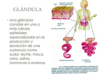 GLÁNDULA
• Una glándula
consiste en una o
más células
epiteliales
especializadas en la
producción y
secreción de una
sustancia como
sudor, leche, moco,
cera, saliva,
hormonas o enzimas
 