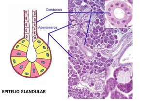 EPITELIO GLANDULAR
 