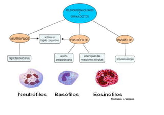 Profesora: J. Serrano
 