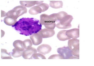 BASÓFILO
 