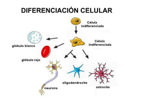 DIFERENCIACIÓN CELULAR
 