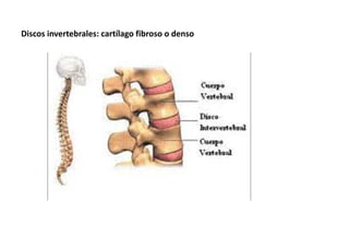 Discos invertebrales: cartílago fibroso o denso
 