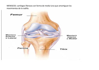 MENISCOS: cartílagos fibrosos con forma de media luna que amortiguan los
movimientos de la rodilla.
 
