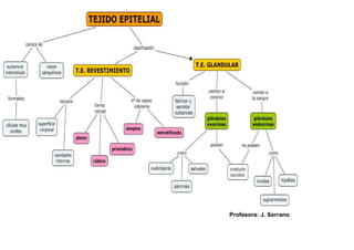 Profesora: J. Serrano
 