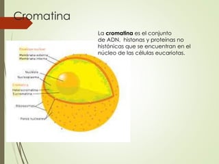 Cromatina 
La cromatina es el conjunto 
de ADN, histonas y proteínas no 
histónicas que se encuentran en el 
núcleo de las células eucariotas. 
 