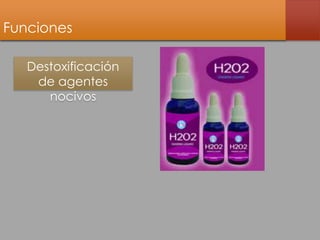 Funciones 
Destoxificación 
de agentes 
nocivos 
 