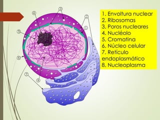 1. Envoltura nuclear 
2. Ribosomas 
3. Poros nucleares 
4. Nucléolo 
5. Cromatina 
6. Núcleo celular 
7. Retículo 
endoplasmático 
8. Nucleoplasma 
 