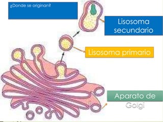 Peroxisomas o microcuerpos 
Organelos 
membranosos 
esféricos y 
pequeños 
 