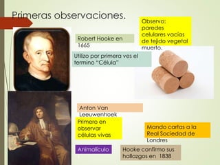 Primeras observaciones. 
Robert Hooke en 
1665 
Utilizo por primera ves el 
termino “Célula” 
Observo: 
paredes 
celulares...