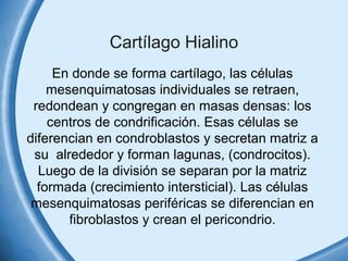 Cartílago Hialino 
En donde se forma cartílago, las células 
mesenquimatosas individuales se retraen, 
redondean y congregan en masas densas: los 
centros de condrificación. Esas células se 
diferencian en condroblastos y secretan matriz a 
su alrededor y forman lagunas, (condrocitos). 
Luego de la división se separan por la matriz 
formada (crecimiento intersticial). Las células 
mesenquimatosas periféricas se diferencian en 
fibroblastos y crean el pericondrio. 
 