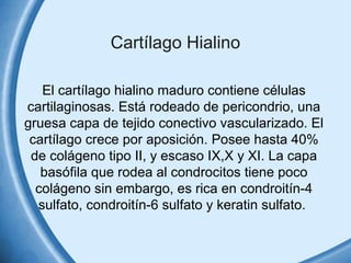 Cartílago Hialino 
El cartílago hialino maduro contiene células 
cartilaginosas. Está rodeado de pericondrio, una 
gruesa capa de tejido conectivo vascularizado. El 
cartílago crece por aposición. Posee hasta 40% 
de colágeno tipo II, y escaso IX,X y XI. La capa 
basófila que rodea al condrocitos tiene poco 
colágeno sin embargo, es rica en condroitín-4 
sulfato, condroitín-6 sulfato y keratin sulfato. 
 