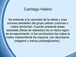 Cartílago Hialino 
Se extiende a la vecindad de la célula y crea 
coronas alrededor del grupo celular (coronas o 
matriz territorial). Cuando presenta áreas 
estriadas (fibras de asbestos) es un típico signo 
de envejecimiento. A los condrocitos los rodea la 
matriz interterritorial (la mayoría, con abundante 
colágeno y menos proteoglicanos). 
 