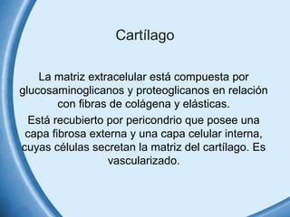 Cartílago 
La matriz extracelular está compuesta por 
glucosaminoglicanos y proteoglicanos en relación 
con fibras de colágena y elásticas. 
Está recubierto por pericondrio que posee una 
capa fibrosa externa y una capa celular interna, 
cuyas células secretan la matriz del cartílago. Es 
vascularizado. 
 