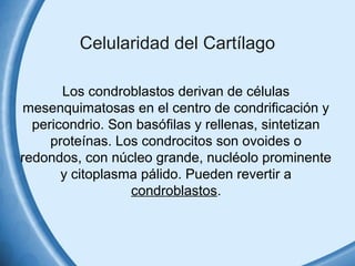 Celularidad del Cartílago 
Los condroblastos derivan de células 
mesenquimatosas en el centro de condrificación y 
pericondrio. Son basófilas y rellenas, sintetizan 
proteínas. Los condrocitos son ovoides o 
redondos, con núcleo grande, nucléolo prominente 
y citoplasma pálido. Pueden revertir a 
condroblastos. 
 