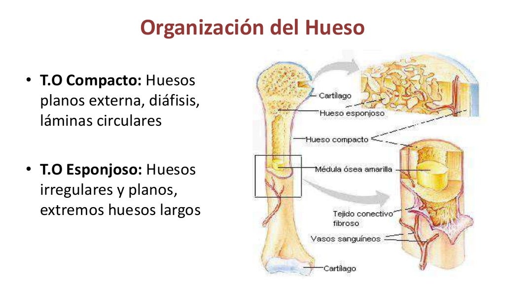 Histología cartílago hueso