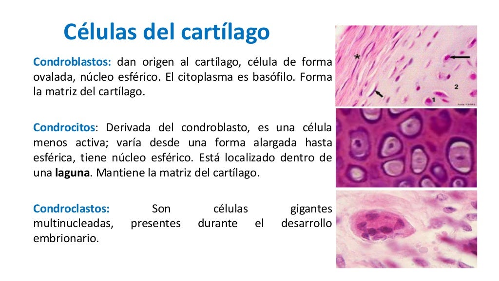 Diferencias Entre Hueso Y Cartilago Histología cartílago hueso