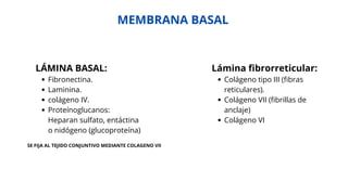 Comprehensive Introduction to Histology and Epithelial Tissue Structure ...
