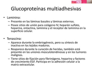 Histología células y Matriz Extracelular (histology cells extracellular ...