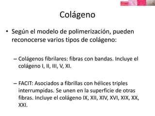 Colágeno
• Según el modelo de polimerización, pueden
reconocerse varios tipos de colágeno:
– Colágenos fibrilares: fibras con bandas. Incluye el
colágeno I, II, III, V, XI.
– FACIT: Asociados a fibrillas con hélices triples
interrumpidas. Se unen en la superficie de otras
fibras. Incluye el colágeno IX, XII, XIV, XVI, XIX, XX,
XXI.
 