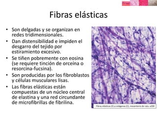 Fibras elásticas
• Son delgadas y se organizan en
redes tridimensionales.
• Dan distensibilidad e impiden el
desgarro del tejido por
estiramiento excesivo.
• Se tiñen pobremente con eosina
(se requiere tinción de orceína o
resorcina-fucsina).
• Son producidas por los fibroblastos
y células musculares lisas.
• Las fibras elásticas están
compuestas de un núcleo central
de elastina y una red circundante
de microfibrillas de fibrilina.
Fibras elásticas (E) y colágenas (C), mesenterio de rata. x200
 